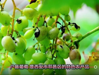 “户县葡萄” 引领当地甜蜜经济发展方面成效显著